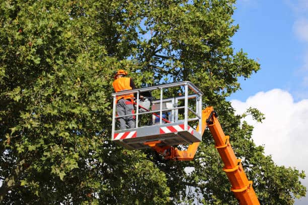 Joy's Tree Service on location