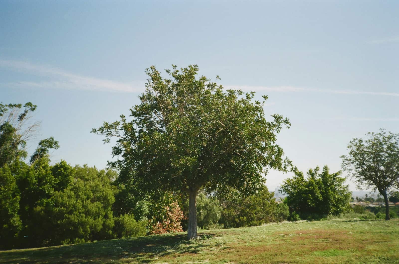 Tree removal Charlotte NC