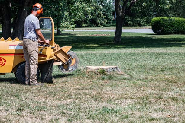 Completed tree work by Joy's Tree Service