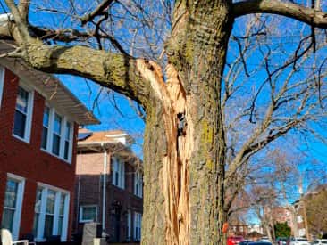 Tree service Charlotte NC