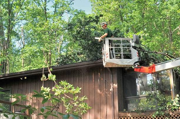 Tree removal Charlotte NC