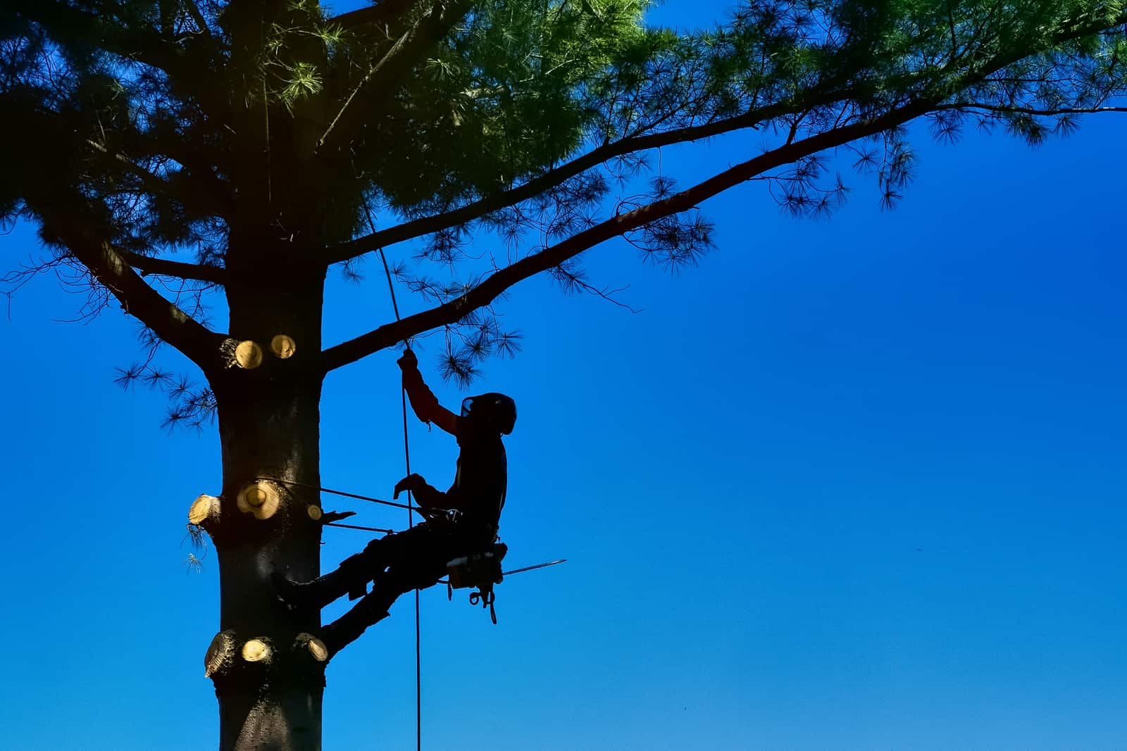 Tree pruning and trimming