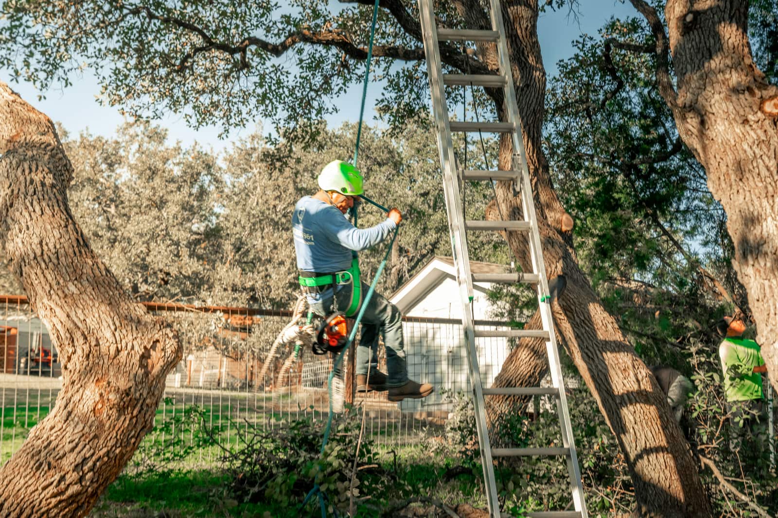Professional arborist work Charlotte